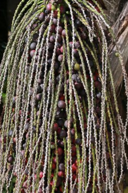 Palmiye ağaçları, Yucatan Yarımadası, Meksika 