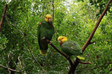 Yucatan Yarımadası, Meksika 'da sarı başlı Amazon.