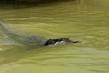 Morelet 'in timsahı Rio Lagartos Biyosfer Rezervi, Yucatan, Meksika
