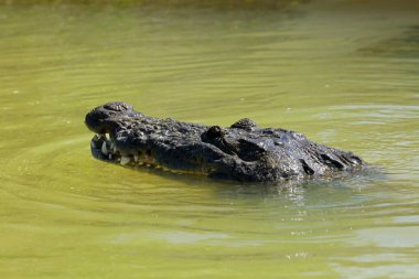 Morelet 'in timsahı Rio Lagartos Biyosfer Rezervi, Yucatan, Meksika