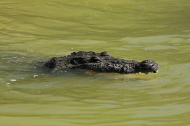 Morelet 'in timsahı Rio Lagartos Biyosfer Rezervi, Yucatan, Meksika