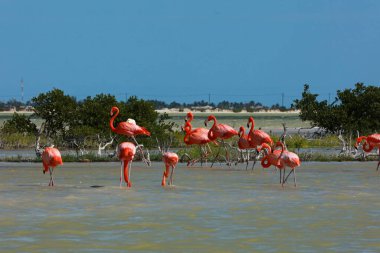 American Flamingo Rio Lagartos Biyosfer Rezervi, Yucatan, Meksika