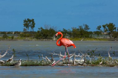 American Flamingo Rio Lagartos Biyosfer Rezervi, Yucatan, Meksika