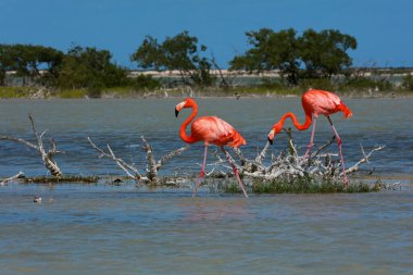 American Flamingo Rio Lagartos Biyosfer Rezervi, Yucatan, Meksika