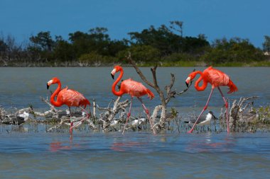 American Flamingo Rio Lagartos Biyosfer Rezervi, Yucatan, Meksika
