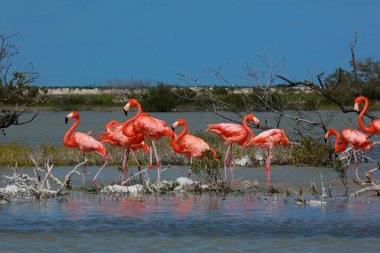 American Flamingo Rio Lagartos Biyosfer Rezervi, Yucatan, Meksika