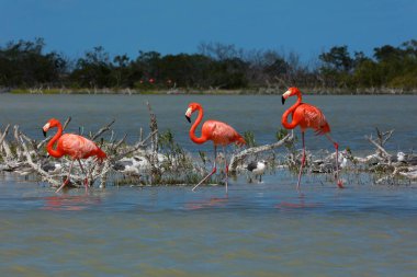 American Flamingo Rio Lagartos Biyosfer Rezervi, Yucatan, Meksika