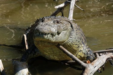 Morelet 'in timsahı Rio Lagartos Biyosfer Rezervi, Yucatan, Meksika
