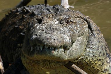 Morelet 'in timsahı Rio Lagartos Biyosfer Rezervi, Yucatan, Meksika