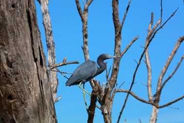 Rio Lagartos Biyosfer Rezervi, Yucatan, Meksika 'da küçük mavi balıkçıl.