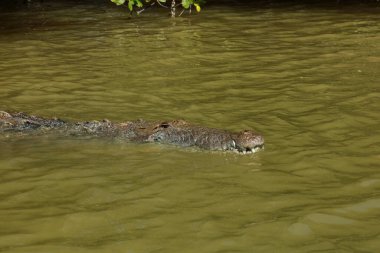 Morelet 'in timsahı Rio Lagartos Biyosfer Rezervi, Yucatan, Meksika