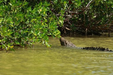 Morelet 'in timsahı Rio Lagartos Biyosfer Rezervi, Yucatan, Meksika
