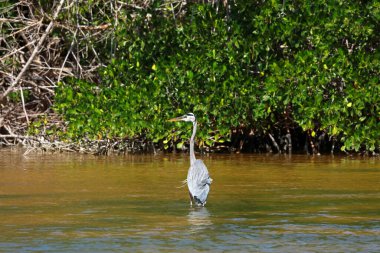 Rio Lagartos 'taki büyük mavi balıkçıl Biyosfer Rezervi, Yucatan, Meksika