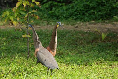Rio Lagartos Biyosfer Rezervi, Yucatan, Meksika 'da kur yaparken boğazlı kaplan balıkçılları.