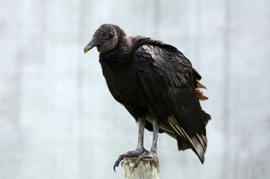 Kara Akbaba Rio Lagartos Biyosfer Rezervi, Yucatan, Meksika