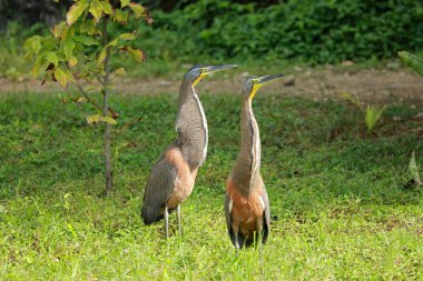 Rio Lagartos Biyosfer Rezervi, Yucatan, Meksika 'da kur yaparken boğazlı kaplan balıkçılları.