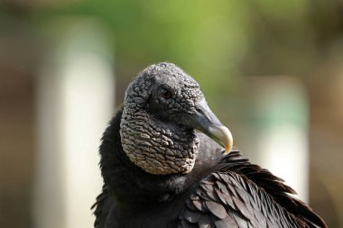 Kara Akbaba Rio Lagartos Biyosfer Rezervi, Yucatan, Meksika