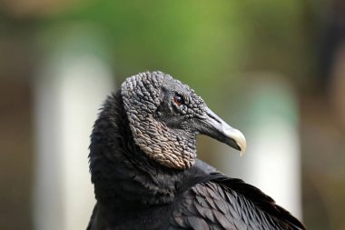 Kara Akbaba Rio Lagartos Biyosfer Rezervi, Yucatan, Meksika