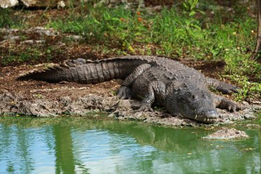 Morelet 'in timsahı Rio Lagartos Biyosfer Rezervi, Yucatan, Meksika
