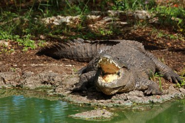 Morelet 'in timsahı Rio Lagartos Biyosfer Rezervi, Yucatan, Meksika
