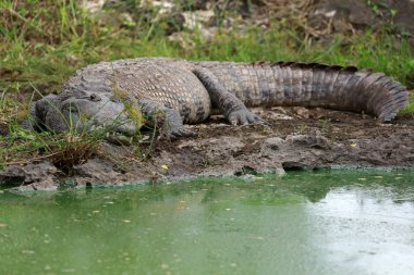 Morelet 'in timsahı Rio Lagartos Biyosfer Rezervi, Yucatan, Meksika