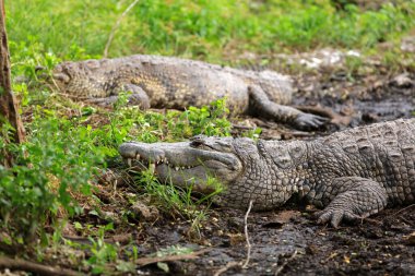 Morelet 'in timsahı Rio Lagartos Biyosfer Rezervi, Yucatan, Meksika