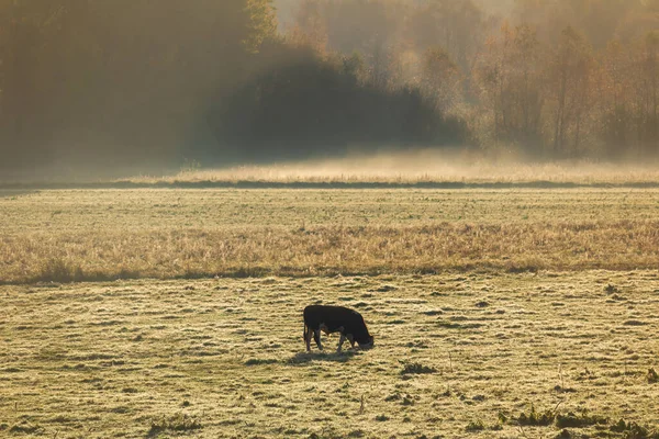 stock image Cow eating on pasture with misty fog. Czech autumn landscape, agriculture background