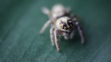 Yaprağın üzerinde zıplayan minik örümceğin portresi. Makro fotoğraf
