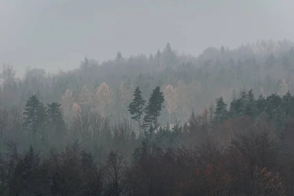 Two trees in forest at moody, fog weather. Atmosphere weather nature background
