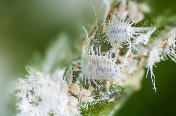 Mealybug, planococcus citrus, orkide üzerinde tehlikeli haşere. Tropikal zararlı böceğin makro fotoğrafı  