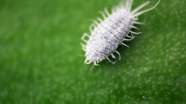 Mealybug, planococcus citrus, orkide üzerinde tehlikeli haşere. Tropikal zararlı böceğin makro görüntüleri