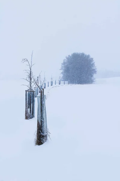Aley bare tree curve to lonely tree in winter heavy snowing storm. Czech landscape