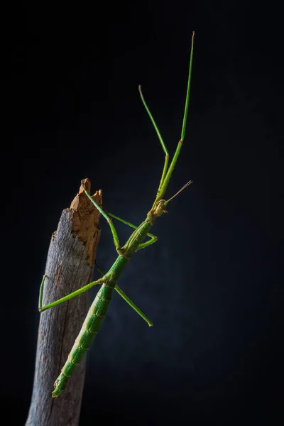 Green walking stick, stick bug, phobaeticus serratipes standing on tree branch with black background. Macro animal, nature background