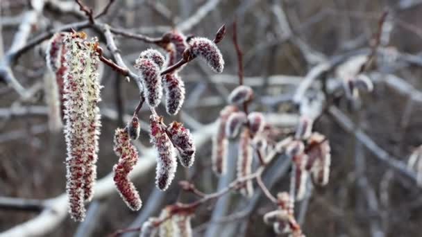 Slow Motion Rotating Catkin Spring Time Background Footage — Vídeo de stock