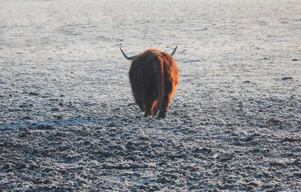 Highland Cattle Cow Horned Animal Walking Back Freeze Grass Pasture — Stock Photo, Image