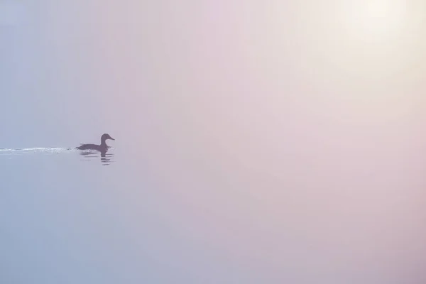 Silhouette Canard Nageant Sur Étang Avec Brouillard Épais Lever Soleil — Photo