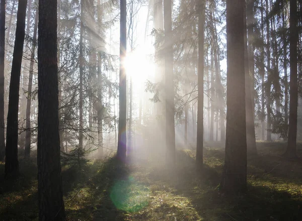 Схід Сонця Сонячним Промінням Туманному Туманному Лісі Спокійний Фон Природи — стокове фото