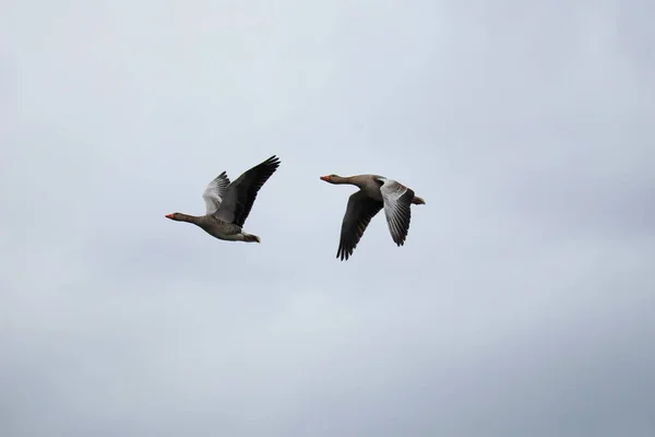 Zwei Gänse Anser Anser Wasservogel Fliegen Himmel Tierischer Hintergrund — Stockfoto