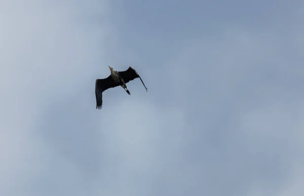 그레이 하늘에서 날아오는 모습을 동물의 — 스톡 사진