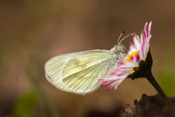 太い木の白 花の上に座ってLeptidea Juvernica蝶 自然背景 チェコ共和国 — ストック写真