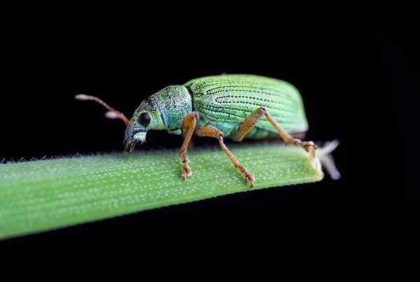 Ασημένιο Πράσινο Ζιζάνιο Φύλλων Phyllobius Argentatus Σκαθάρι Κάθεται Στο Στέλεχος — Φωτογραφία Αρχείου