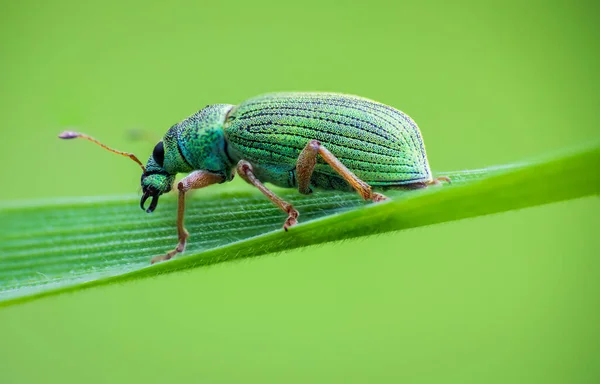 Gorgojo Hoja Verde Plateado Escarabajo Phyllobius Argentatus Sentado Tallo Hierba —  Fotos de Stock