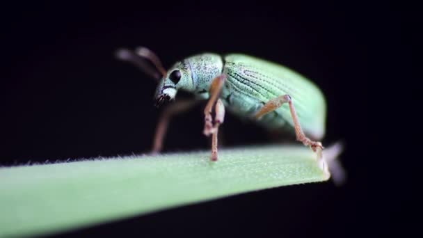 银绿色的叶子 象鼻虫 坐在草茎上 背景是黑色的 自然宏观背景 — 图库视频影像