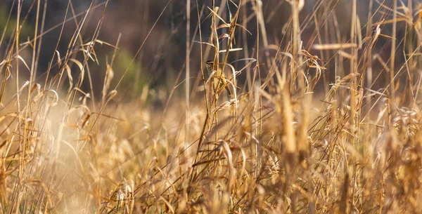 Reed Warbler Acrocephalus Scirpaceus Pássaro Sentado Caule Grama Alta Animais — Fotografia de Stock