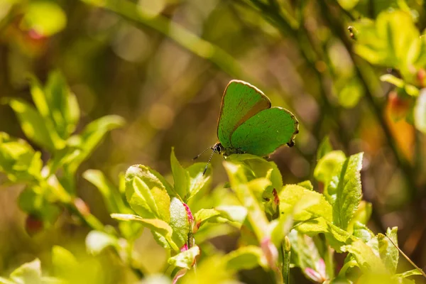 緑の毛筋 Calloflysルビー蝶ブルーベリーブッシュ植物に座っています 野生動物の背景 — ストック写真