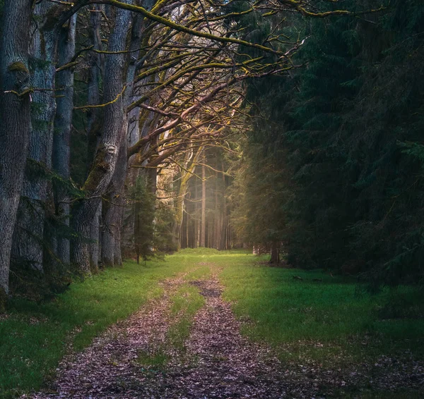 Магічний Тунель Над Лісовою Стежкою Чеський Краєвид — стокове фото