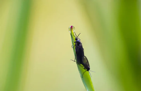 Zwei Dunkel Geflügelte Mückenlarven Bradysia Paupera Insektenmatten Sitzen Auf Grashalmen — Stockfoto
