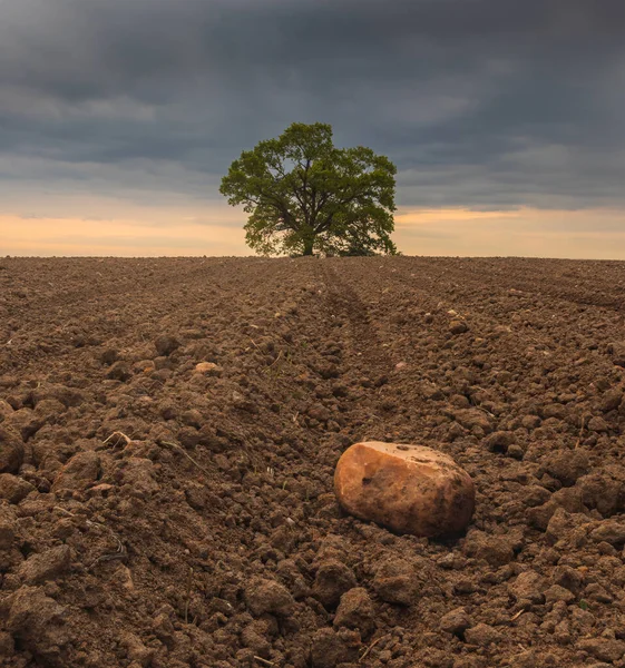 stock image Lonely leaves tree standing in ploughed agriculture field with stone under dramatic storm sky. Spring Czech landscape