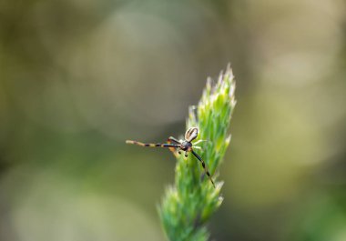 Yengeç örümceği, Misumena vatia bekliyor, çim sapında avlanıyor. Hayvan yaban hayatı geçmişi