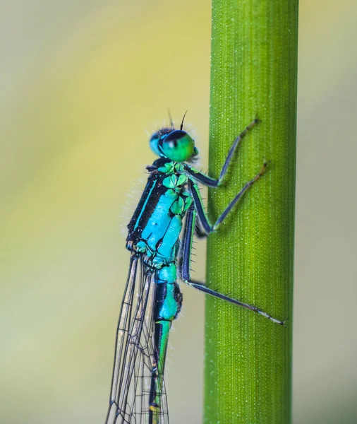 常见的蓝色果蝇 膜翅目昆虫休息草茎 宏观动物背景 — 图库照片
